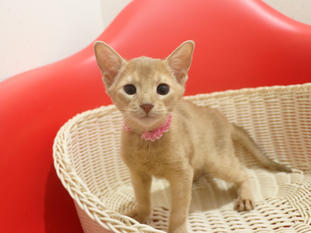 �A�r�V�j�A���̎q�L�摜