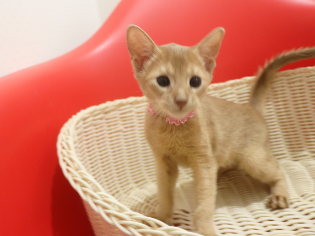 �A�r�V�j�A���̎q�L�摜