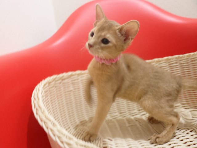 �A�r�V�j�A���̎q�L�摜