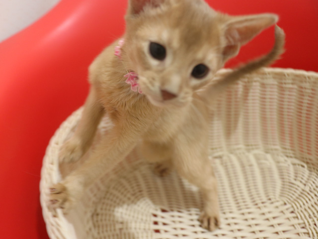 �A�r�V�j�A���̎q�L�摜