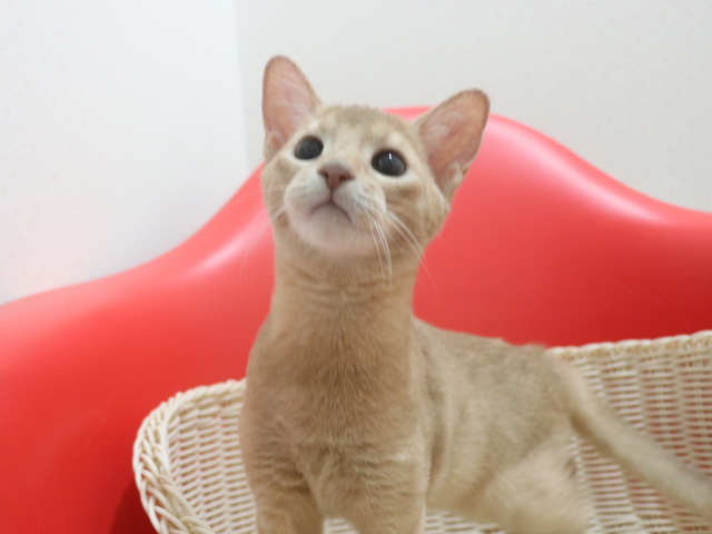 �A�r�V�j�A���̎q�L�摜