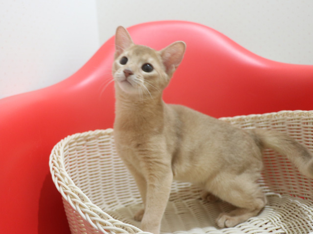 �A�r�V�j�A���̎q�L�摜