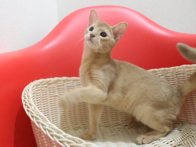 �A�r�V�j�A���̎q�L�摜