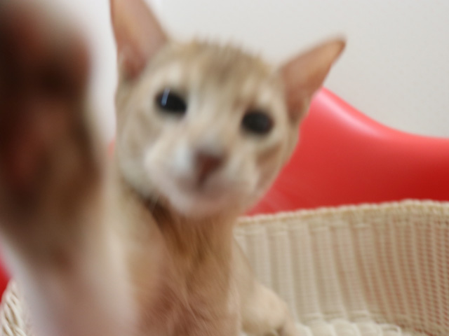 �A�r�V�j�A���̎q�L�摜