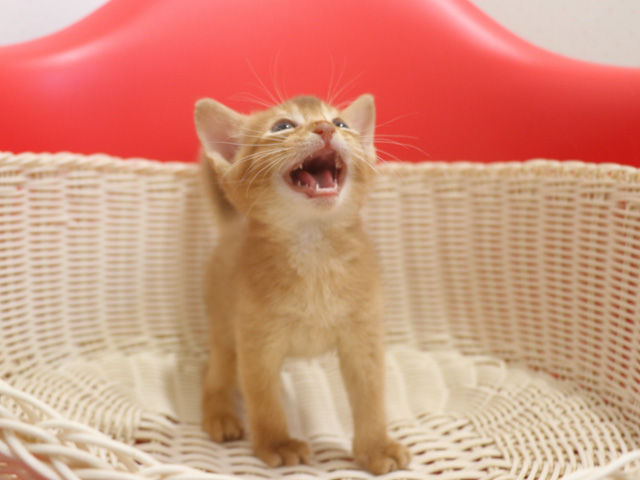 �A�r�V�j�A���̎q�L�摜