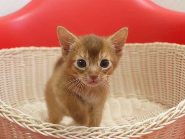 �A�r�V�j�A���q�L�摜