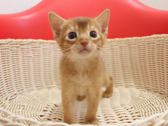 �A�r�V�j�A���̎q�L�摜