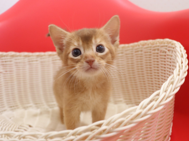 �A�r�V�j�A���̎q�L�摜