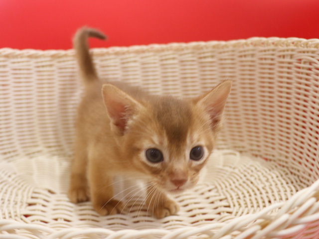 �A�r�V�j�A���̎q�L�摜