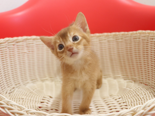 �A�r�V�j�A���̎q�L�摜