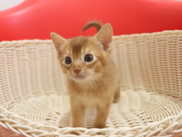 �A�r�V�j�A���̎q�L�摜