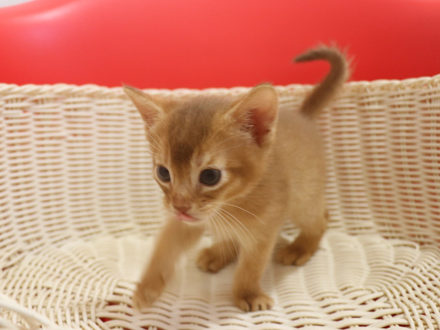 �A�r�V�j�A���̎q�L�摜