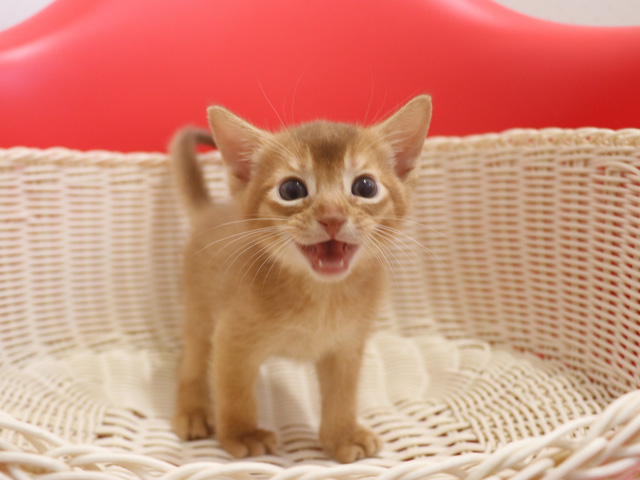 �A�r�V�j�A���̎q�L�摜