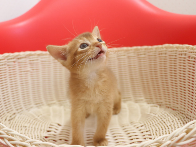 �A�r�V�j�A���̎q�L�摜