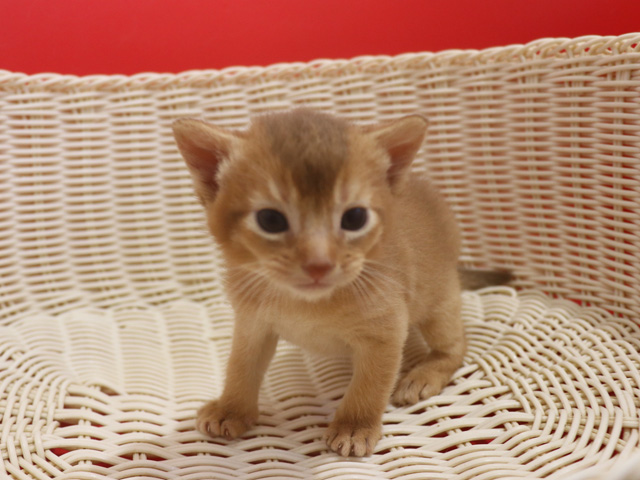 �A�r�V�j�A���̎q�L�摜