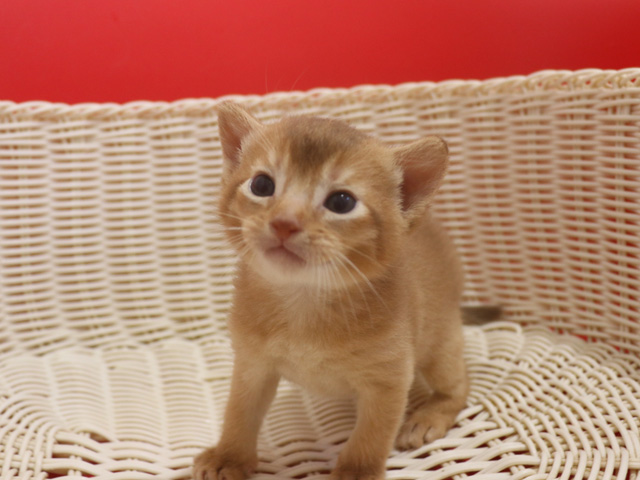 �A�r�V�j�A���̎q�L�摜