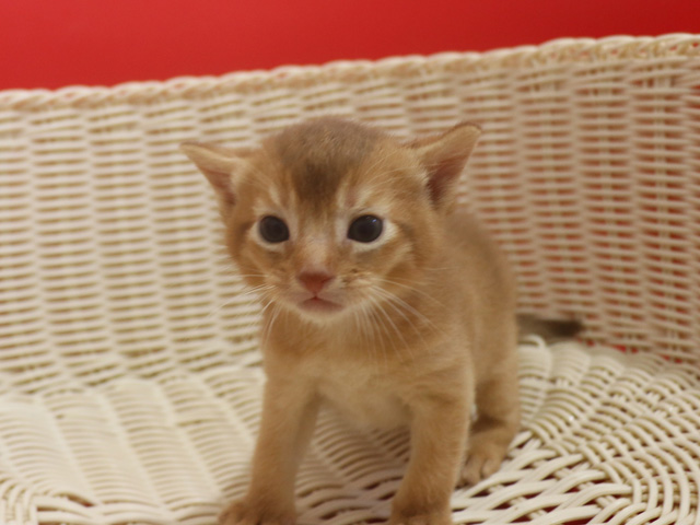 �A�r�V�j�A���̎q�L�摜