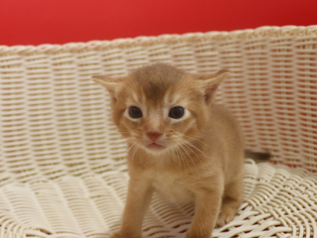 �A�r�V�j�A���̎q�L�摜