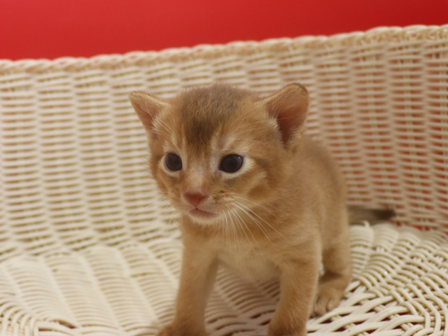 �A�r�V�j�A���̎q�L�摜