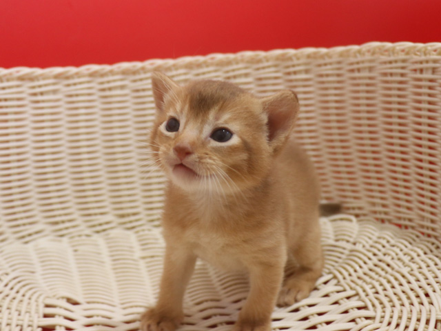 �A�r�V�j�A���̎q�L�摜