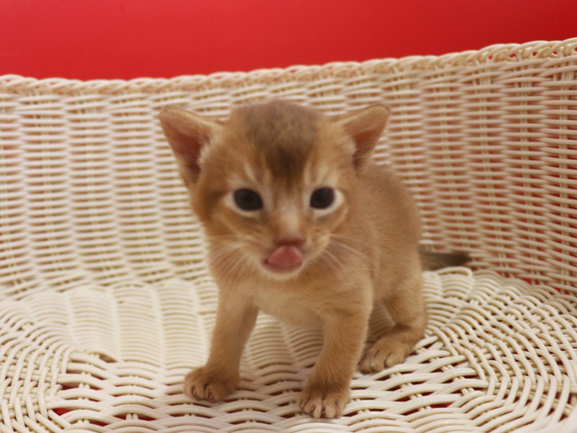 �A�r�V�j�A���̎q�L�摜