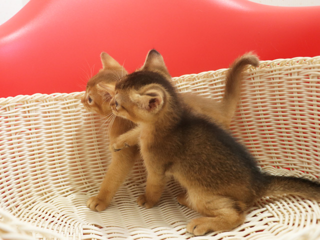 �A�r�V�j�A���̎q�L�摜