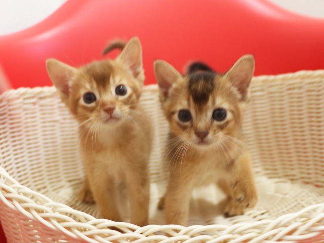 �A�r�V�j�A���̎q�L�摜