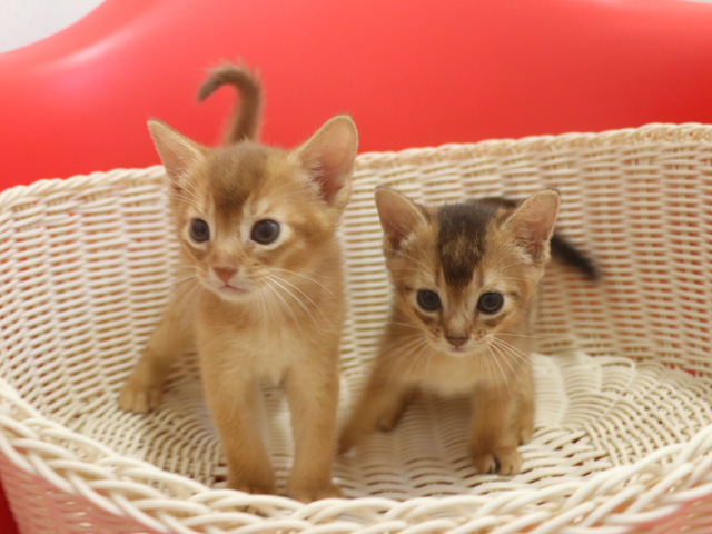 �A�r�V�j�A���̎q�L�摜