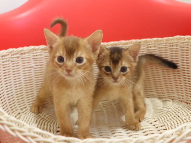 �A�r�V�j�A���̎q�L�摜