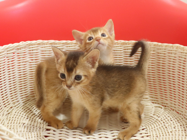 �A�r�V�j�A���̎q�L�摜