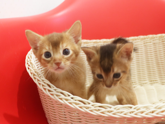 �A�r�V�j�A���̎q�L�摜