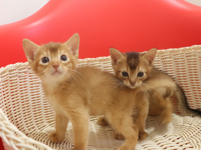 �A�r�V�j�A���̎q�L�摜