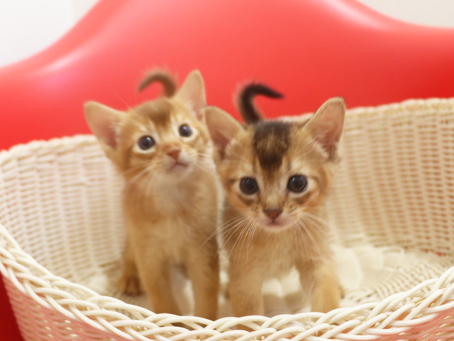 �A�r�V�j�A���̎q�L�摜