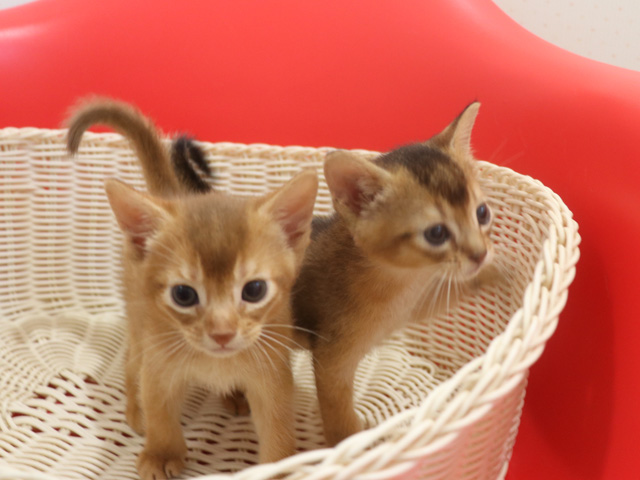 �A�r�V�j�A���̎q�L�摜