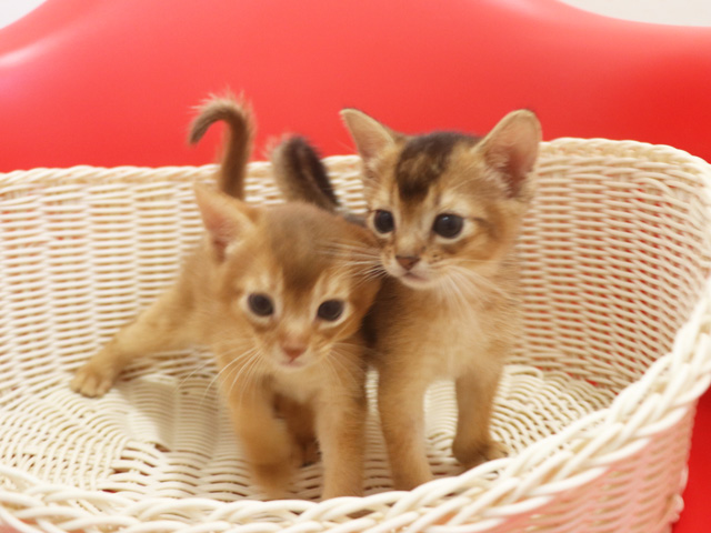 �A�r�V�j�A���̎q�L�摜