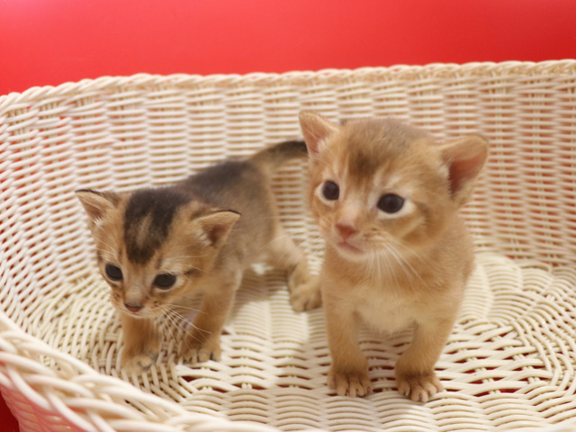 �A�r�V�j�A���̎q�L�摜