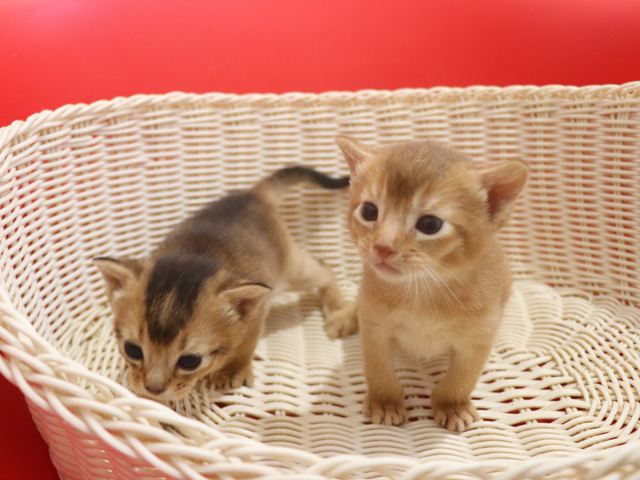 �A�r�V�j�A���̎q�L�摜