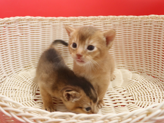 �A�r�V�j�A���̎q�L�摜