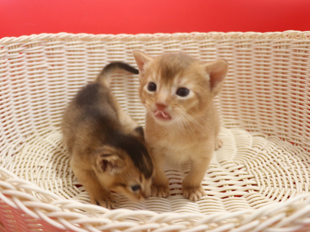 �A�r�V�j�A���̎q�L�摜