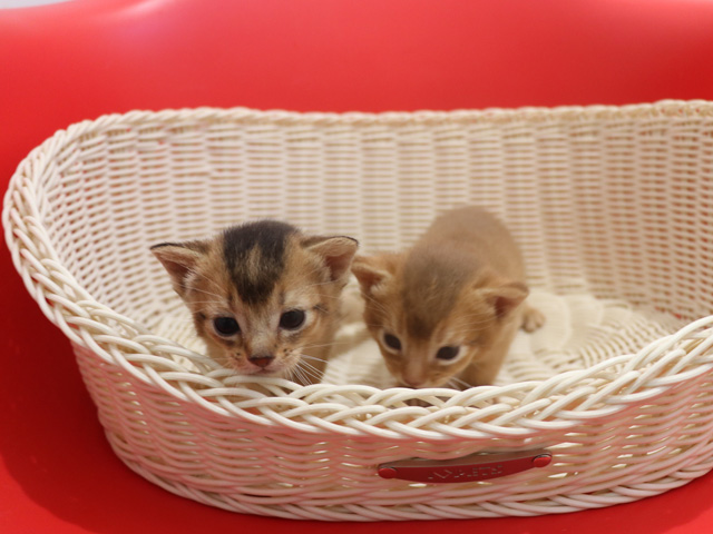 �A�r�V�j�A���̎q�L�摜