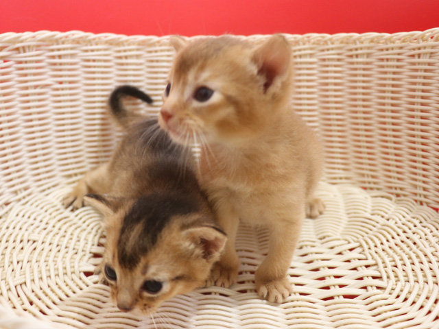 �A�r�V�j�A���̎q�L�摜