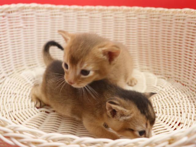 �A�r�V�j�A���̎q�L�摜