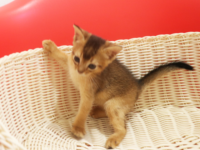 �A�r�V�j�A���̎q�L�摜