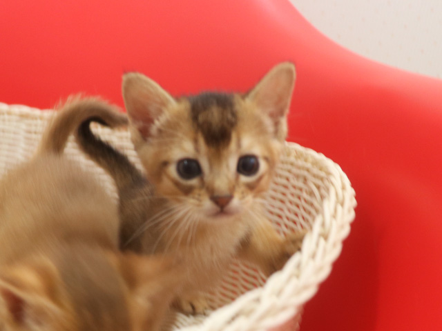 �A�r�V�j�A���q�L�摜