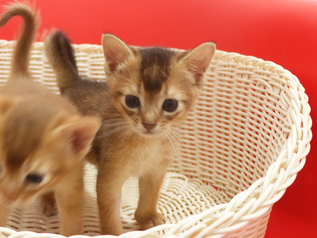 �A�r�V�j�A���̎q�L�摜