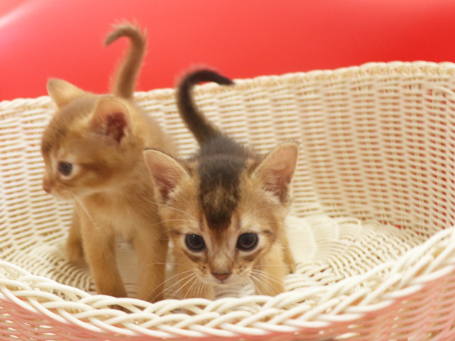 �A�r�V�j�A���̎q�L�摜