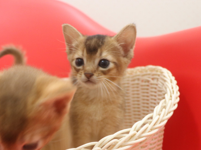 �A�r�V�j�A���̎q�L�摜