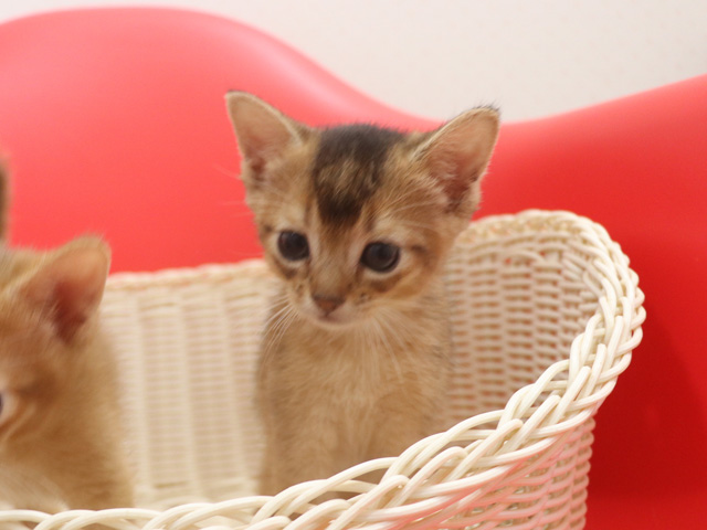 �A�r�V�j�A���̎q�L�摜