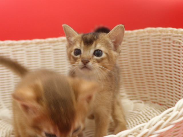 �A�r�V�j�A���̎q�L�摜