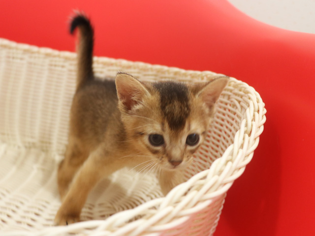 �A�r�V�j�A���̎q�L�摜